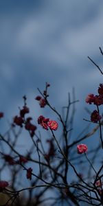 Flowers,Pink,Macro,Branches,Plant