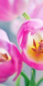 Flowers,Pink,Macro,Bright