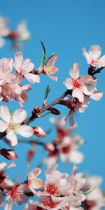 Flowers,Pink,Macro,Bright,Bloom,Flowering