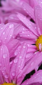 Flores,Drops,Macro,Rosa,Margaritas,Rosado