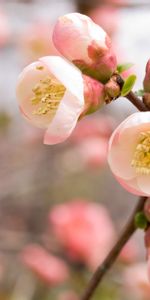 Flowers,Pink,Macro,Flowering,Apple Tree,Bloom