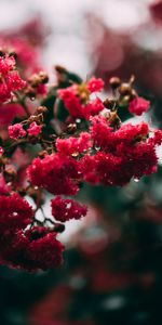 Flowers,Pink,Macro,Flowering,Branch,Bloom