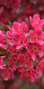 Flowers,Pink,Macro,Lot,Plant