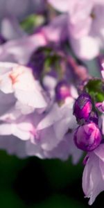 Flowers,Pink,Macro,Petals,Branch,Lilac