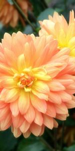 Flowers,Pink,Macro,Petals,Buds