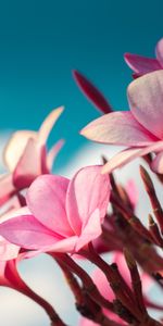 Flowers,Pink,Macro,Plumeria