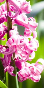 Flowers,Pink,Macro,Shine,Light,Leaves