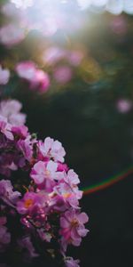 Flowers,Pink,Macro,Smooth,Glare,Blur
