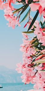 Flowers,Pink,Oleander,Plant,Bloom,Flowering