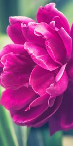 Flowers,Pink,Petals,Bud,Peony,Pion