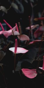 Flowers,Pink,Plant,Flowering,Anthurium,Bloom