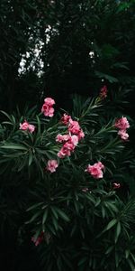 Flowers,Pink,Plant,Flowering,Branch,Bloom