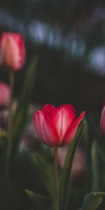 Flowers,Pink,Plant,Flowering,Tulips,Bloom