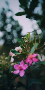 Flores,Rosa,Macro,Rama,Planta,Rosado