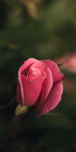 Flowers,Pink,Rose,Bud,Blur,Smooth,Rose Flower