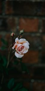 Flowers,Pink,Rose,Petals,Bud,Blur,Smooth,Rose Flower