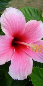 Flowers,Pink,Stamen,Flowering,Greens,Hibiscus,Bloom