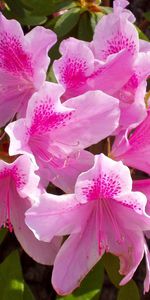 Flowers,Pink,Stamens,Azalea,Close Up