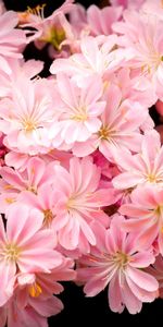 Flowers,Pink,Stamens,Black Background