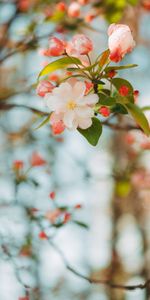 Flowers,Pink,Tender,Blooms,Branch,Apple Tree,Flower,Spring