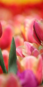 Flowers,Pink,Tulip