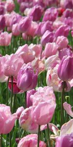 Flowers,Pink,Tulips