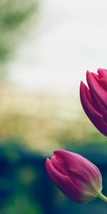 Flowers,Pink,Tulips