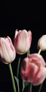 Flowers,Pink,Tulips,Bouquet