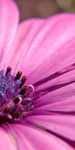 Flowers,Pink,Violet,Petals,Macro,Purple