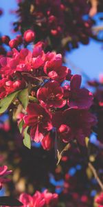 Flowers,Pink,Wood,Tree,Branches,Bloom,Flowering