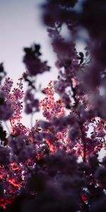 Bois,Arbre,Branches,Fleurs,Source,Floraison,Rose,Printemps