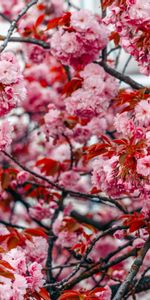 Bois,Arbre,Branches,Source,Fleurs,Rose,Printemps