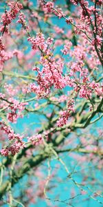 Flowers,Pink,Wood,Tree,Branches,Flowering,Bloom,Spring