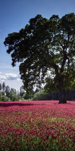 Flowers,Pink,Wood,Tree,Field,Glade,Cloud,Nature,Polyana,Landscape