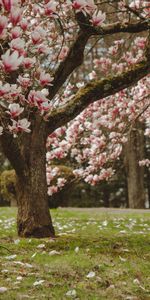 Flores,Rosa,Madera,Árbol,Florecer,Floración,Magnolia,Rosado