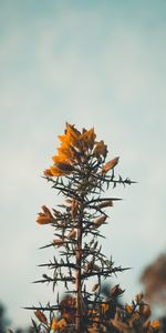 Flores,Espinoso,Mordaz,Salvaje,Planta