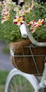 Plante,Planter,Pétunia,Fleurs,Floraison,Décoratif