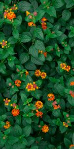 Flowers,Plant,Bloom,Leaves,Flowering,Yellow Flowers