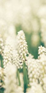 Fleurs,Plante,Planter,Macro,Floraison