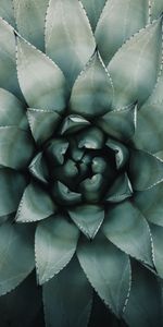 Flowers,Plant,Blue Agave,Agave Blue,Agave,Leaves,Symmetry