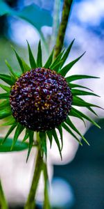 Flores,Flor,Pétalos,Borrosidad,Suave,Planta