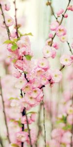 Flowers,Plant,Branch