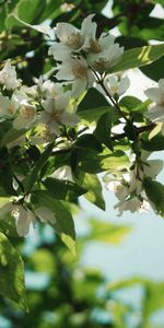 Flowers,Plant,Branch,Leaves