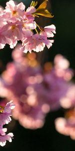 Flores,Macro,Rama,Planta