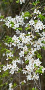 Planter,Branches,Plante,Fleurs,Source,Printemps