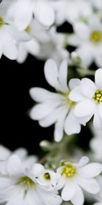 Plante,Planter,Fleurs,Bourgeons