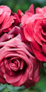 Flowers,Plant,Close Up,Flowering,Roses,Bloom