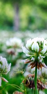 Flores,Planta,Trébol