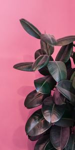 Flowers,Plant,Exotic,Glossy,Leaves,Dark,Decorative