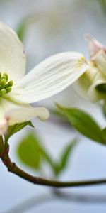 Planter,Fleurs,Fleur,Plante